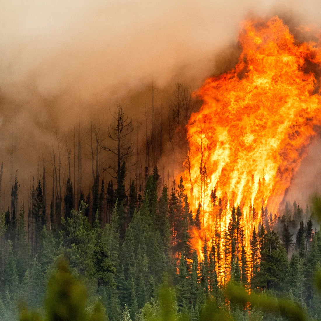 Butane fuel canisters, torch lighters, and fire extinguisher promoting safe storage during wildfire season